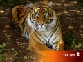 the_zoo_tiger_1024_wp